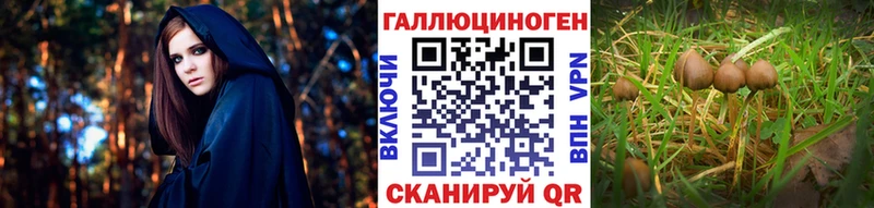 shop наркотические препараты  Кудрово  Псилоцибиновые грибы Psilocybine cubensis 